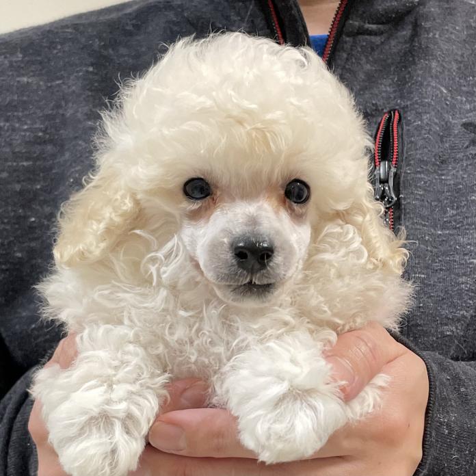 犬のプロフィール画像