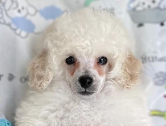 犬のプロフィール画像