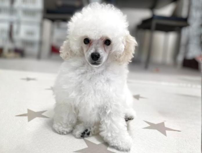 トイプードル(長野県・男の子・2025/08/16・ホワイト)の子犬情報! | 八木 美佐子ブリーダー(704)