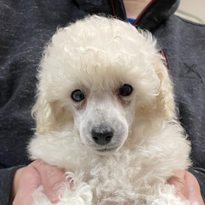 犬のプロフィール画像
