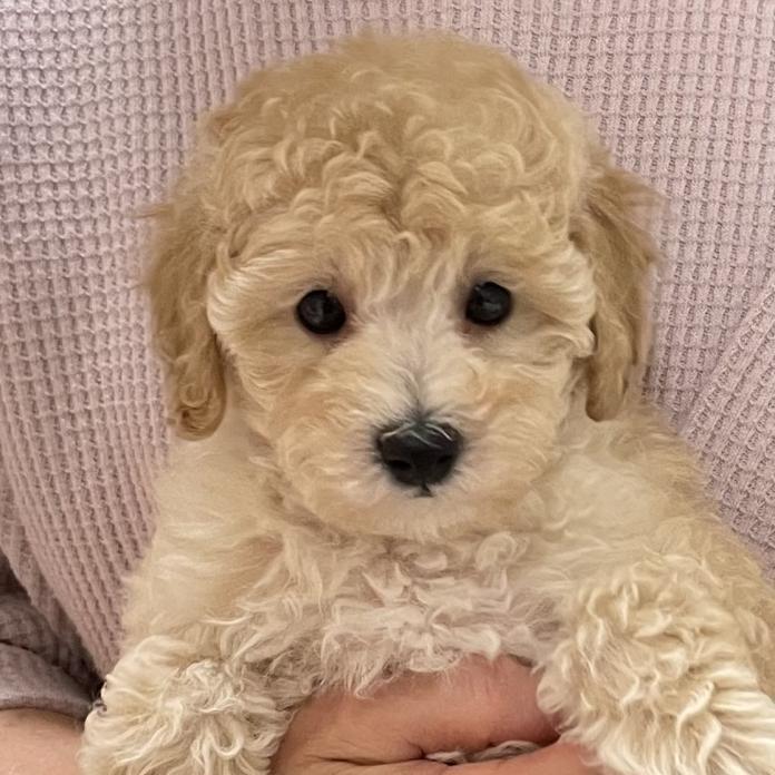 犬のプロフィール画像