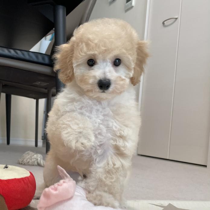 トイプードル(長野県・女の子・2025/09/03・ペール・フォーン)の子犬情報! | 八木 美佐子ブリーダー(750)