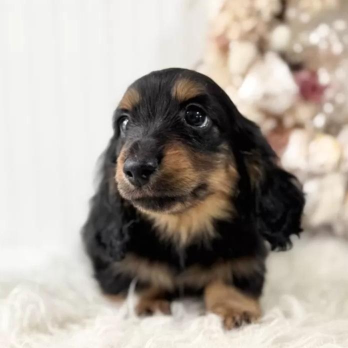 ミニチュアダックスフンド(ロング)(埼玉県・男の子・2026/02/05・ブラックアンドタン)の子犬情報! | 矢島 陽子ブリーダー(1299)