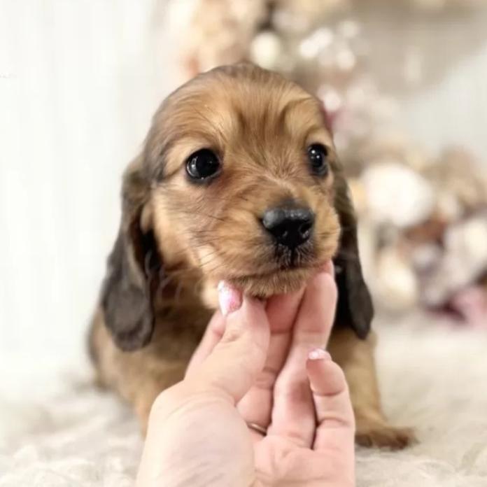 ミニチュアダックスフンド(ロング)(埼玉県・男の子・2026/02/17・シェーデッドレッド)の子犬情報! | 矢島 陽子ブリーダー(1302)