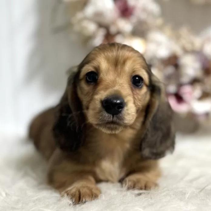 ミニチュアダックスフンド(ロング)(埼玉県・男の子・2026/02/17・シェーデッドレッド)の子犬情報! | 矢島 陽子ブリーダー(1302)