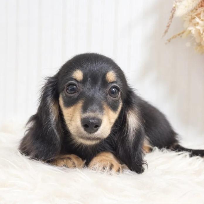 カニンヘンダックスフンド(ロング)(1880)の子犬情報