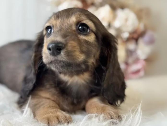 犬のプロフィール画像