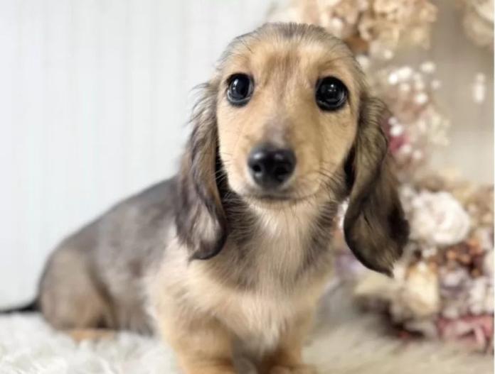 カニンヘンダックスフンド(ロング)(埼玉県・女の子・2025/07/23・シェーデッドイエロー)の子犬情報! | 矢島 陽子ブリーダー(681)