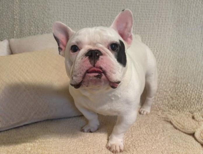 犬のプロフィール画像