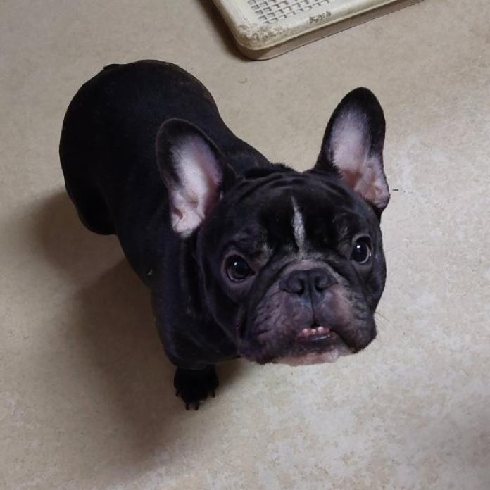 犬のプロフィール画像