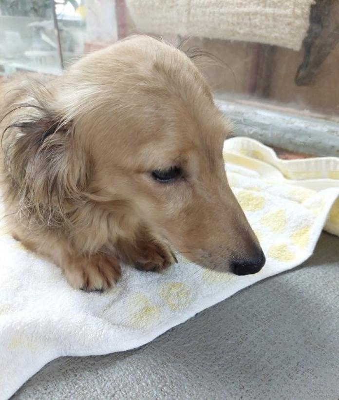 犬のプロフィール画像
