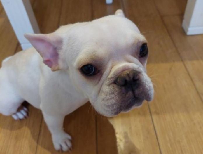 犬のプロフィール画像