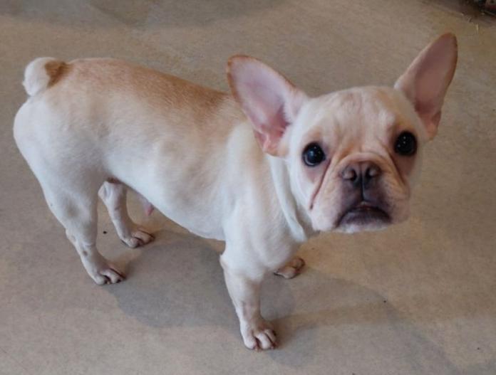 犬のプロフィール画像