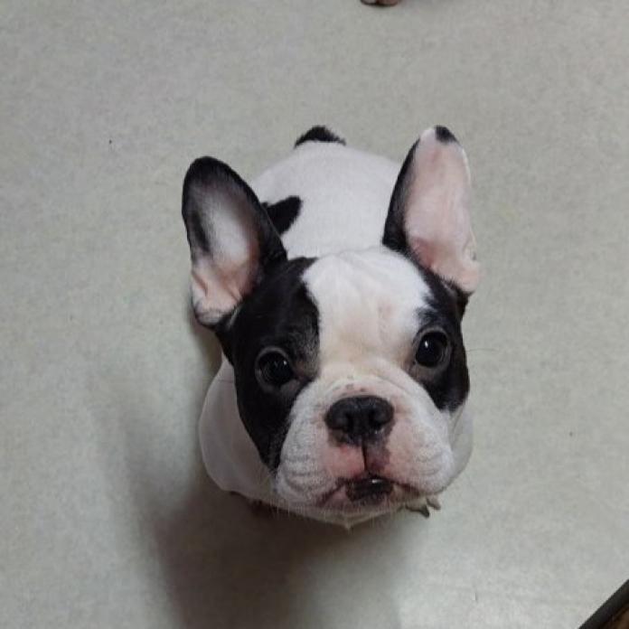 犬のプロフィール画像