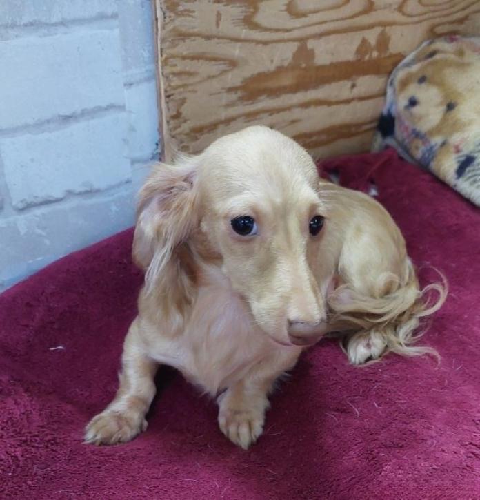 犬のプロフィール画像