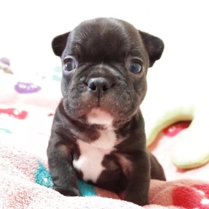 フレンチブルドッグ(東京都・女の子・2026/01/29・ブリンドル)の子犬情報! | 栗林 美穂ブリーダー(1194)