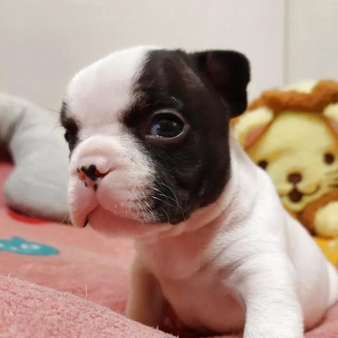 フレンチブルドッグ(東京都・男の子・2026/01/29・パイド)の子犬情報! | 栗林 美穂ブリーダー(1195)