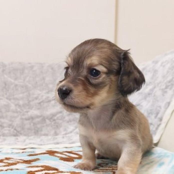 カニンヘンダックスフンド(ロング)(東京都・男の子・2026/08/24・シェーデッドレッド)の子犬情報! | 栗林 美穂ブリーダー(1962)
