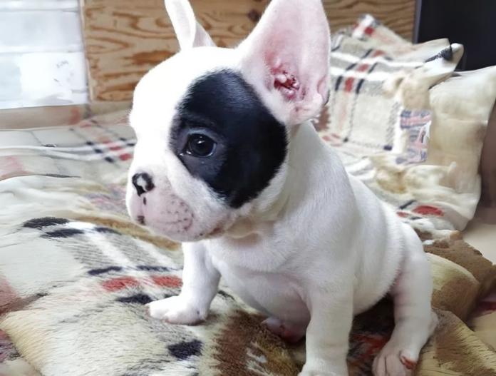 犬のプロフィール画像