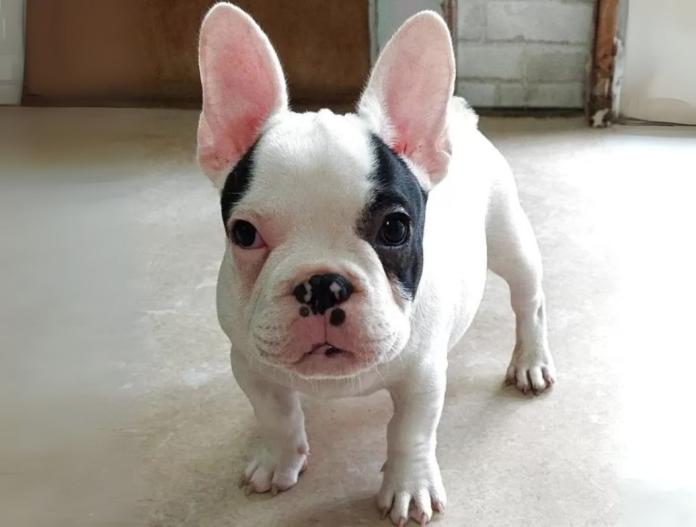 犬のプロフィール画像