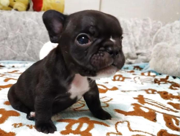 犬のプロフィール画像