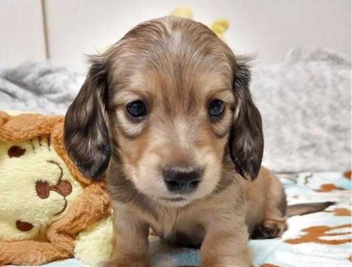 犬のプロフィール画像