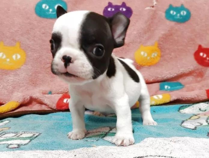 フレンチブルドッグ(東京都・男の子・2025/09/05・パイド)の子犬情報! | 栗林 美穂ブリーダー(795)