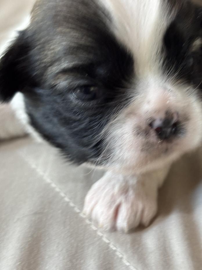 シーズー(神奈川県・女の子・2026/03/21・ゴールド&ホワイト)の子犬情報! | 清水 正寿ブリーダー(1286)