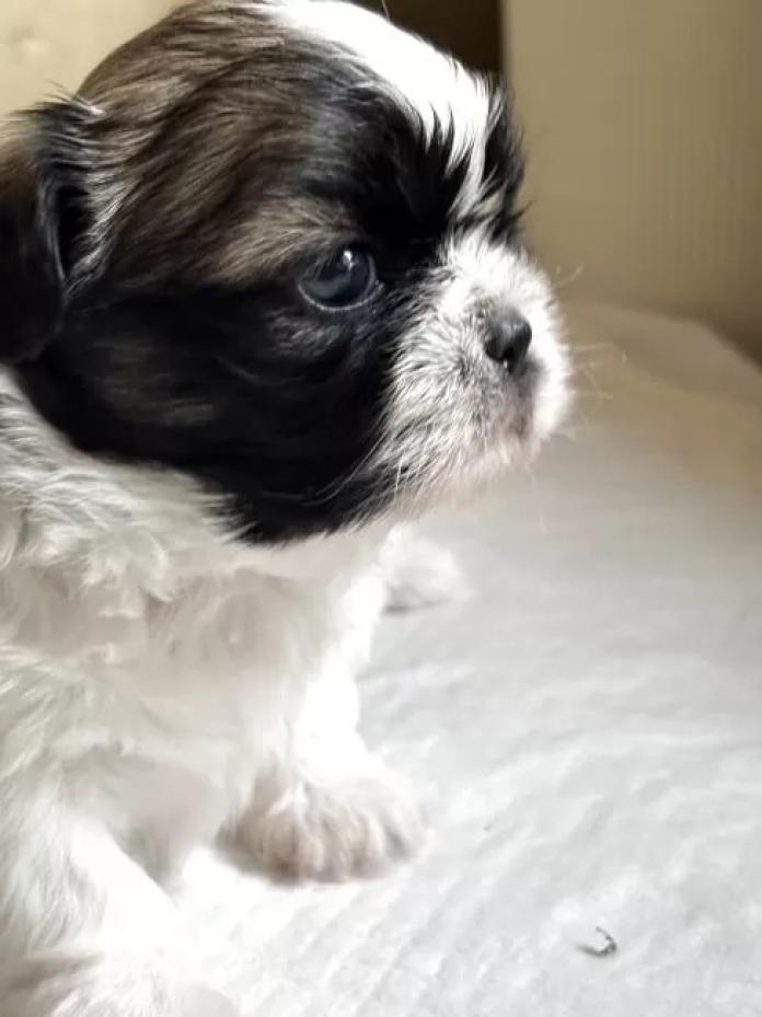 シーズー(神奈川県・女の子・2026/03/21・ゴールド&ホワイト)の子犬情報! | 清水 正寿ブリーダー(1286)