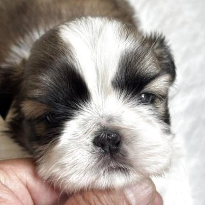 シーズー(神奈川県・女の子・2026/03/21・ゴールド&ホワイト)の子犬情報! | 清水 正寿ブリーダー(1287)