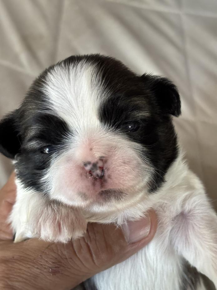 シーズー(神奈川県・女の子・2026/03/21・ゴールド&ホワイト)の子犬情報! | 清水 正寿ブリーダー(1288)