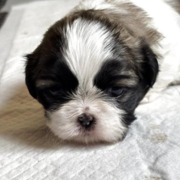 シーズー(神奈川県・女の子・2026/03/21・ゴールド&ホワイト)の子犬情報! | 清水 正寿ブリーダー(1288)