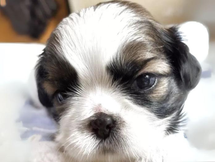 犬のプロフィール画像
