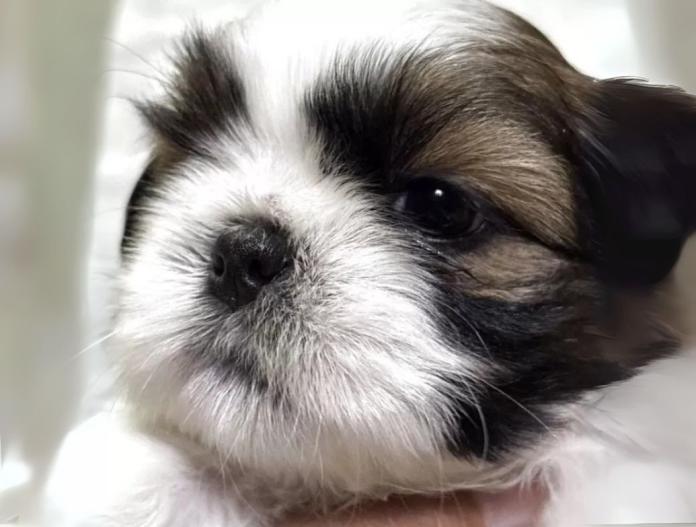 犬のプロフィール画像