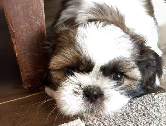 犬のプロフィール画像