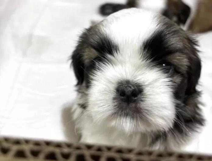 犬のプロフィール画像