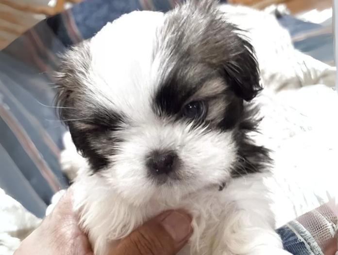 犬のプロフィール画像