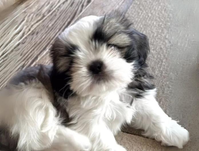 犬のプロフィール画像