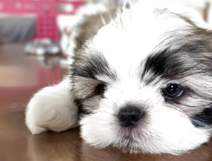 犬のプロフィール画像