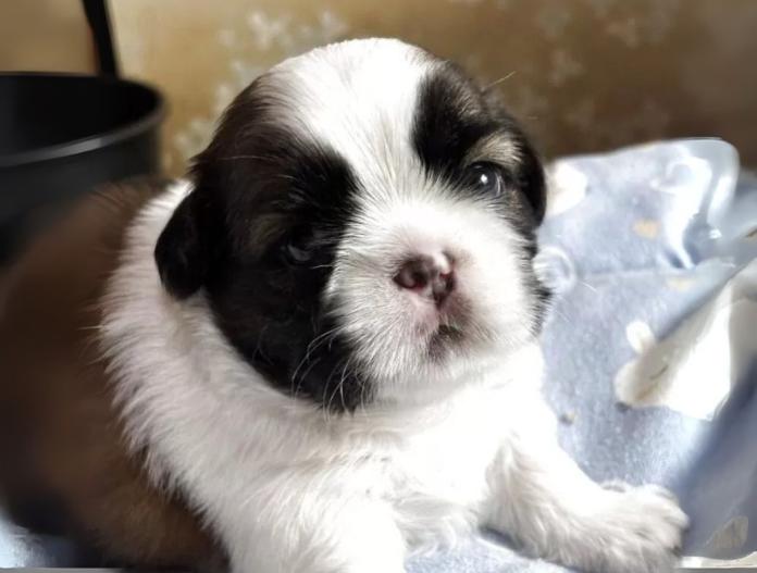 犬のプロフィール画像