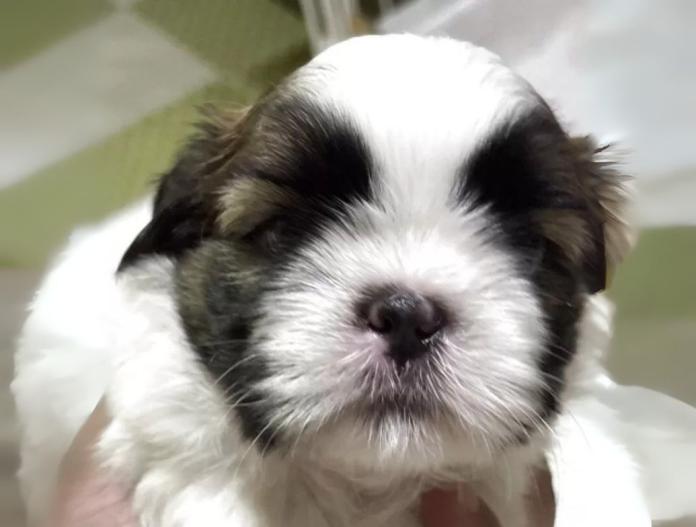 犬のプロフィール画像