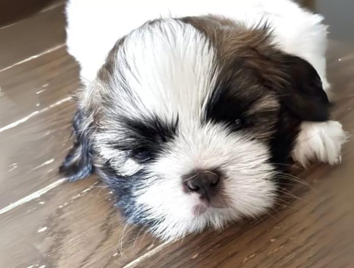 犬のプロフィール画像