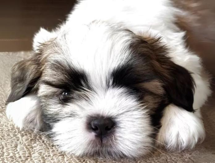 犬のプロフィール画像