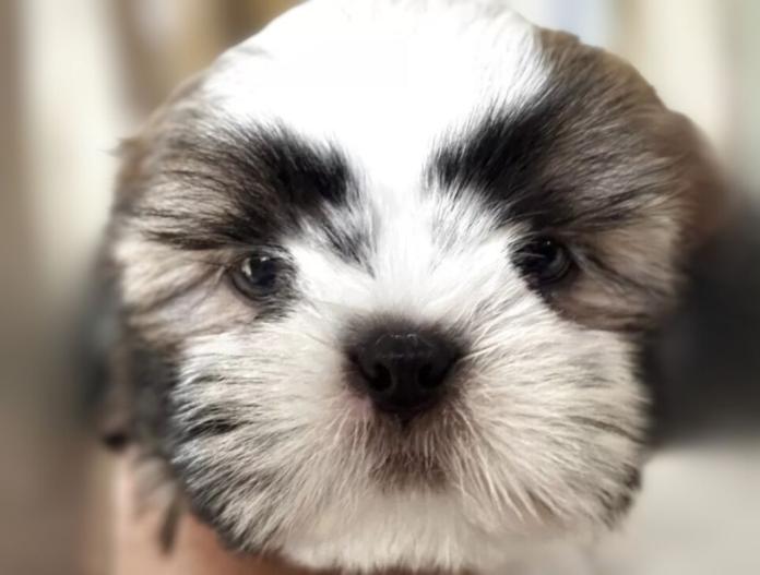 犬のプロフィール画像