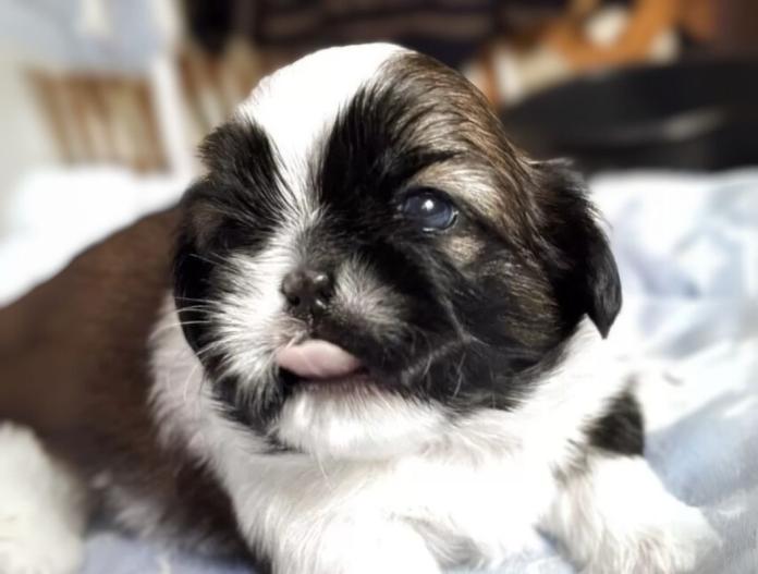 犬のプロフィール画像