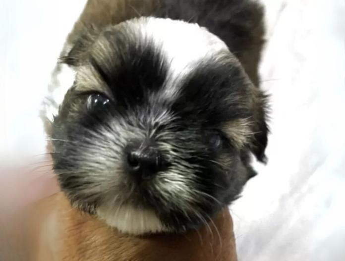 犬のプロフィール画像