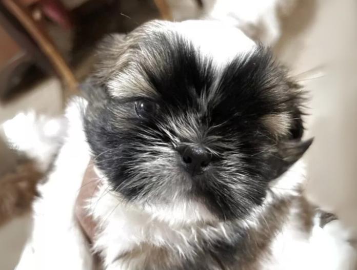 犬のプロフィール画像