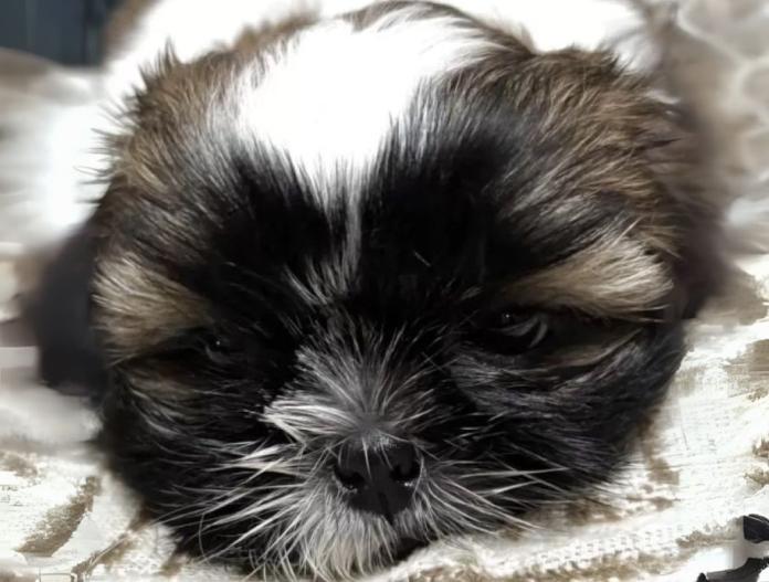 犬のプロフィール画像