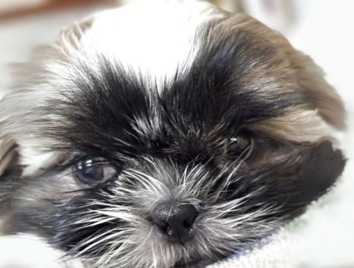 犬のプロフィール画像