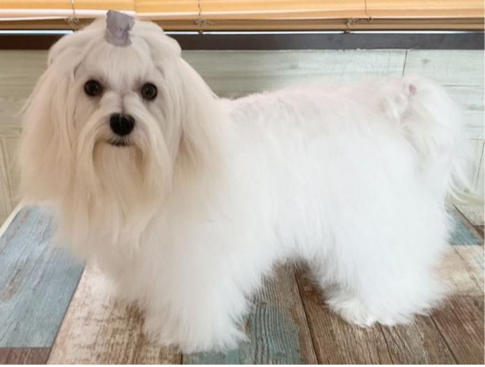 親犬のプロフィール画像